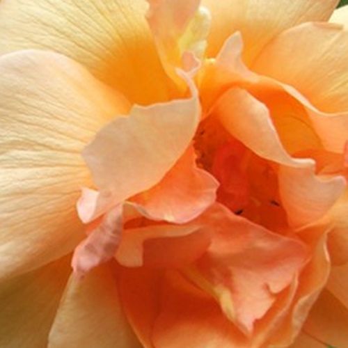 Viveros y Jardinería online - Rosas Noisette (Noisettianos) - amarillo - Rosal Crépuscule - rosa de fragancia intensa - Francis Dubreuil - Las flores noisette florecen continuamente y son de color melocotón. Su fragancia es dulce. Se pueden cultivar como